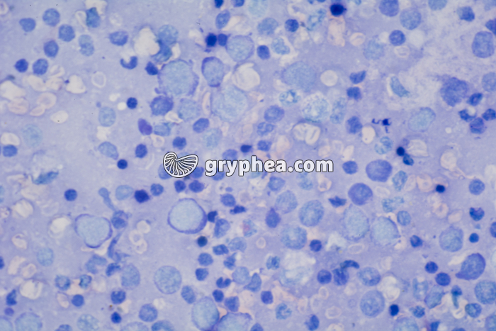 Frottis de rate x200 - gryphea.com